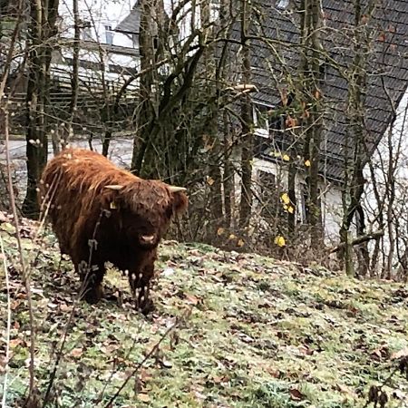 Ferienwohnung Koelbel Familienurlaub In Der Natur Schmallenberg Eksteriør billede